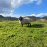 Blackfaced Ram Image 2