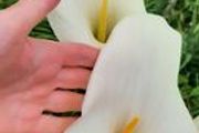 Tall White Calla Lily