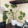 Gigant monstera plant Image 2