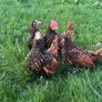 3 gold sebright chicks Image 5