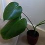 Monstera Image 3