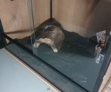 Russian tortoise