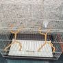 bird cage Image 6