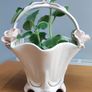 Cuban oregano, Indian borage, Indian mint, Mexican mint, Mexican oregano, and Spanish thyme (Plectranthus amboinicus). Medicinal herb. Image 2