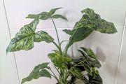Syngonium Mottled Plant