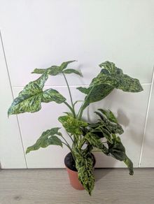 Syngonium Mottled Plant
