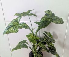 Syngonium Mottled Plant
