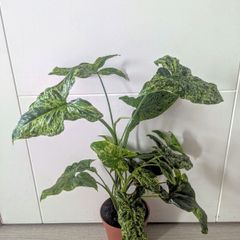 Syngonium Mottled Plant