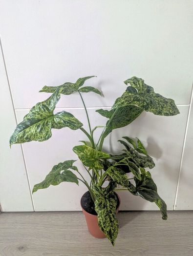 Syngonium Mottled Plant