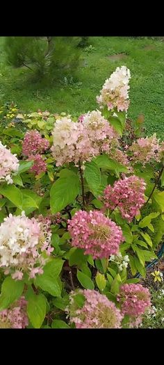 Mature Hydrangea Plant in a Pot