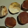 Petrified wood slices Image 3