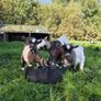 Pygmy goats Image 8