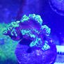 Montipora Confusa Frag Image 2