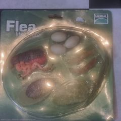 Flea life cycle figurine