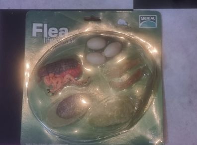 Flea life cycle figurine
