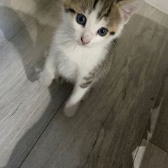 kittens for adoption