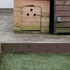 dog box