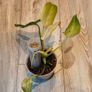 Philodendron Whipple Way mint Image 2