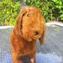 antique toy stuffed dog.  made in ireland Image 4