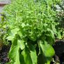 plants Image 2
