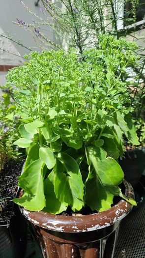 plants