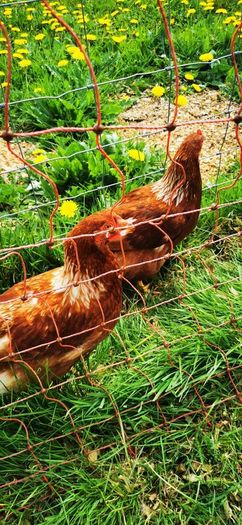 hens