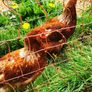hens 15 each Image 6