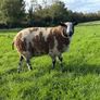 Dutch Spotted Ram lamb Image 2