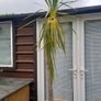 Palm Tree Image 4