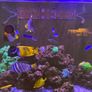 Random Flow Generator UP-Grade KIT (RedSea Reefer) Image 4
