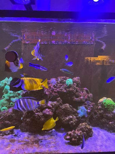 Random Flow Generator UP-Grade KIT (RedSea Reefer)