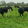 British friesian incalf heifers for sale Image 2