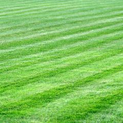 Grass cutting Hedge trimming garden services