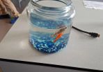 2 goldfish