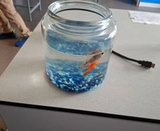 2 goldfish