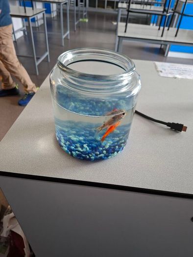 2 goldfish