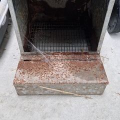 Chicken laying Nest