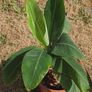 Banana Palm Image 3