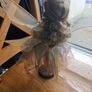 Porcelain Doll Image 2