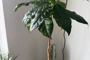 Arabica Coffee plant with terracotta pot on sale