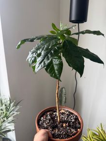 Arabica Coffee plant with terracotta pot on sale