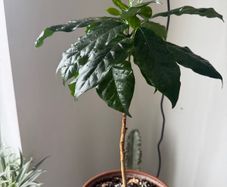 Arabica Coffee plant with terracotta pot on sale