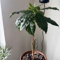 Arabica Coffee plant with terracotta pot on sale