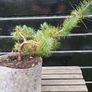 Bonsai Image 7