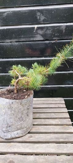 Bonsai