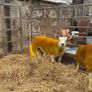 pedigree Texel Ram Lambs Image 2