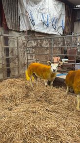 Enniskillen Texel sale the 11th September