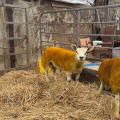 Enniskillen Texel sale the 11th September