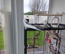 Parrot  Birds Cage  Cockatiel