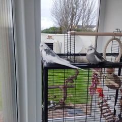 Parrot  Birds Cage  Cockatiel